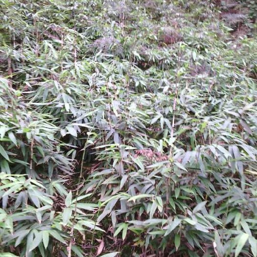 彝良县方竹