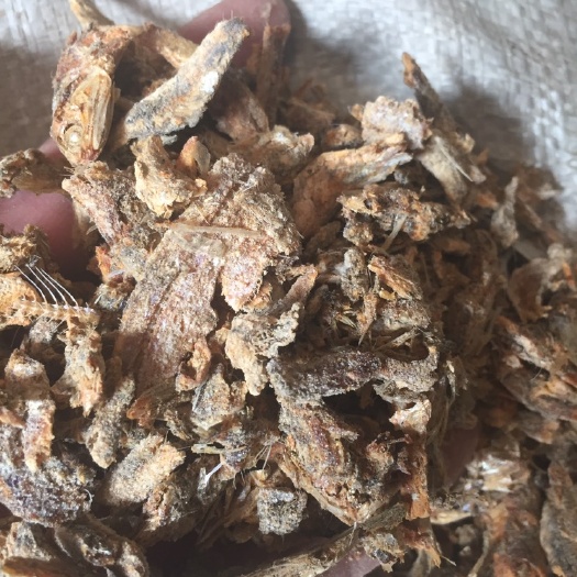 饲料鱼 熟鱼干 鱼块