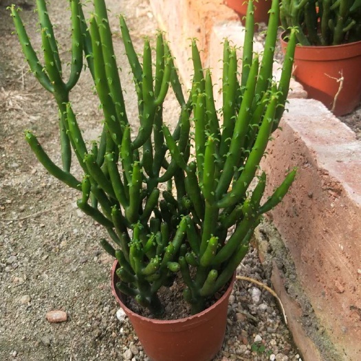  彭珊瑚多肉植物一件24盆