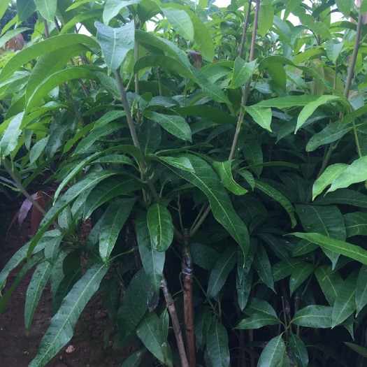 白沙县青芒果苗