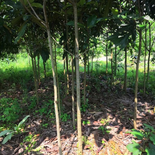 阳朔县白沙枇杷苗 供应一批米痉5公分原生枇杷树