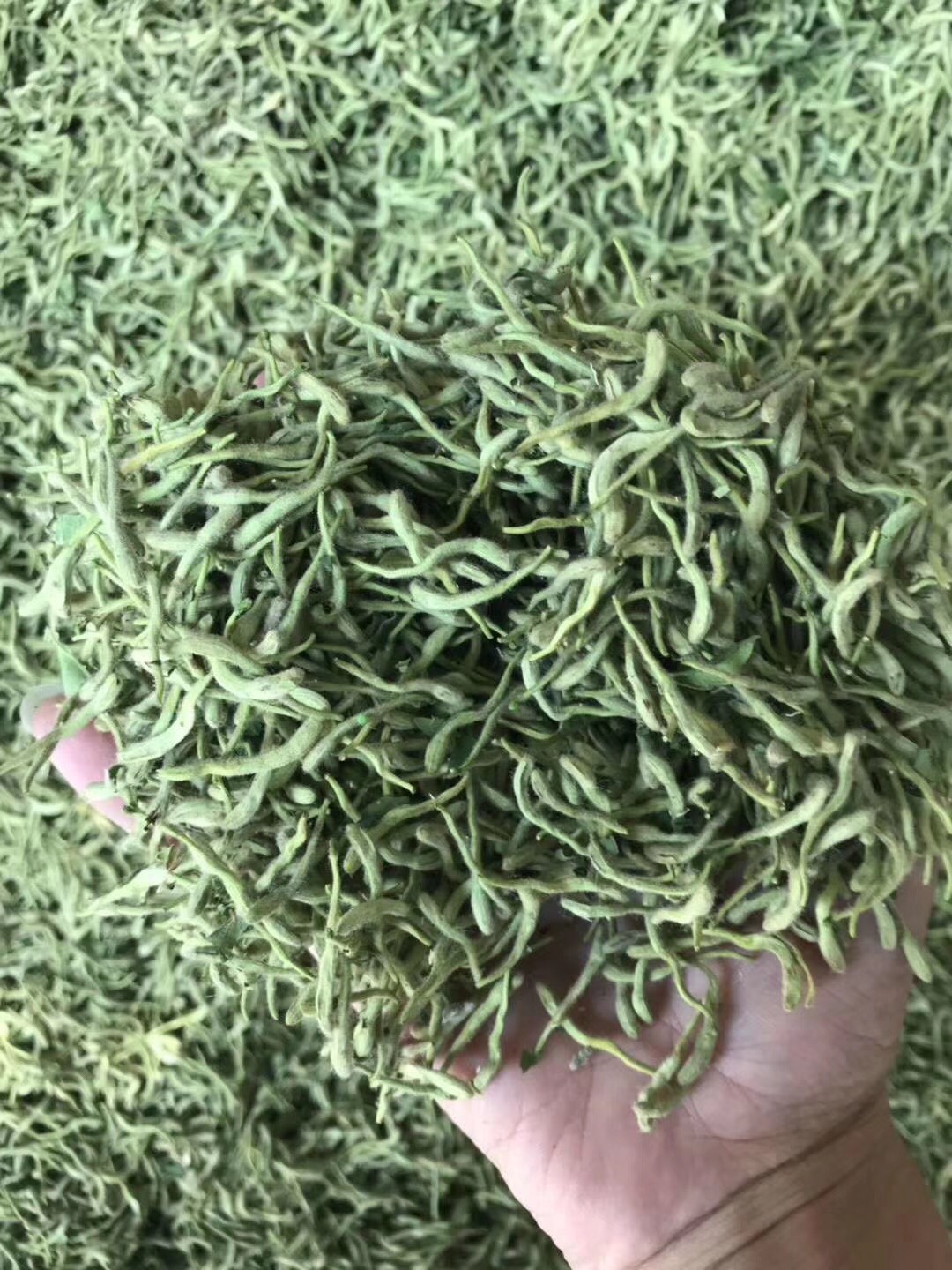 2024新货金银花 河北货茶饮花   绿花