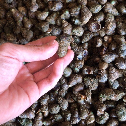 武汉 精品石螺.嗦螺.食用螺