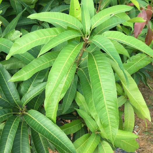 白沙县贵妃芒果苗