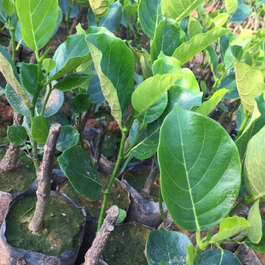 白沙县四季菠萝蜜苗