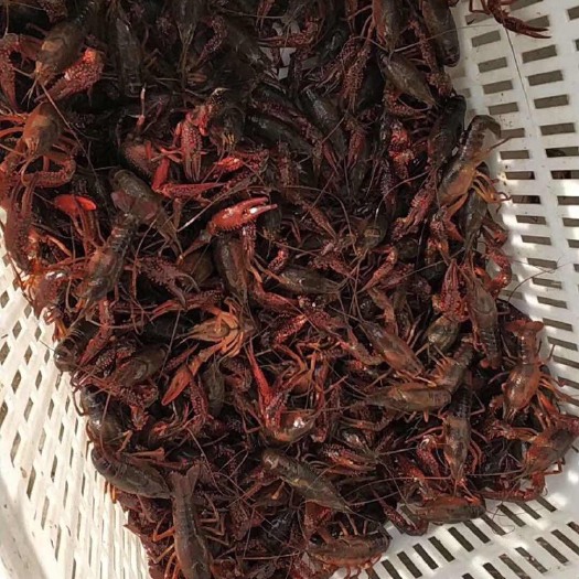 南县 南县小龙虾4-6硬规格
