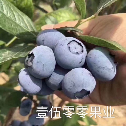 蓝丰蓝莓 鲜果 12 - 14mm以上