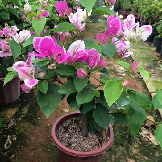 漳州红缨三角梅 自家近百种品种花圃基地，一手货源实价，需要联系。