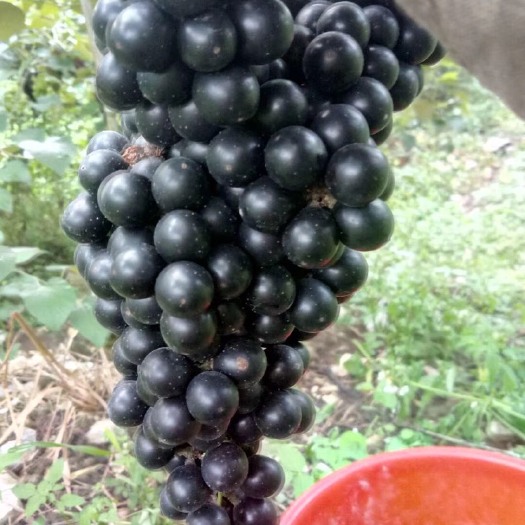 河池 野生葡萄，做葡萄酒的联系我哈