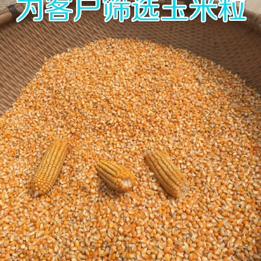 无棣县 农产品玉米粒鸽子粮打窝玉米面窝窝头鸡粮