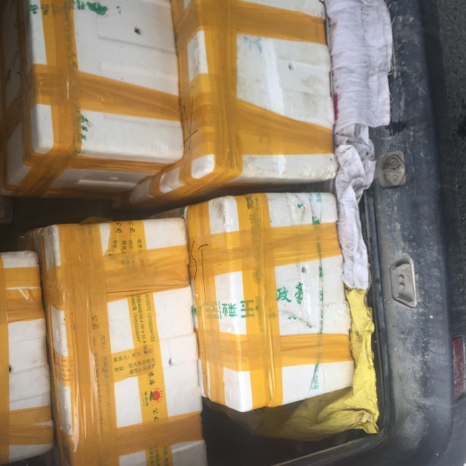 南陵县青壳小龙虾 4-6钱 人工养殖
