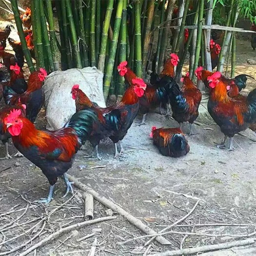 紫云县 瑶鸡  土鸡苗