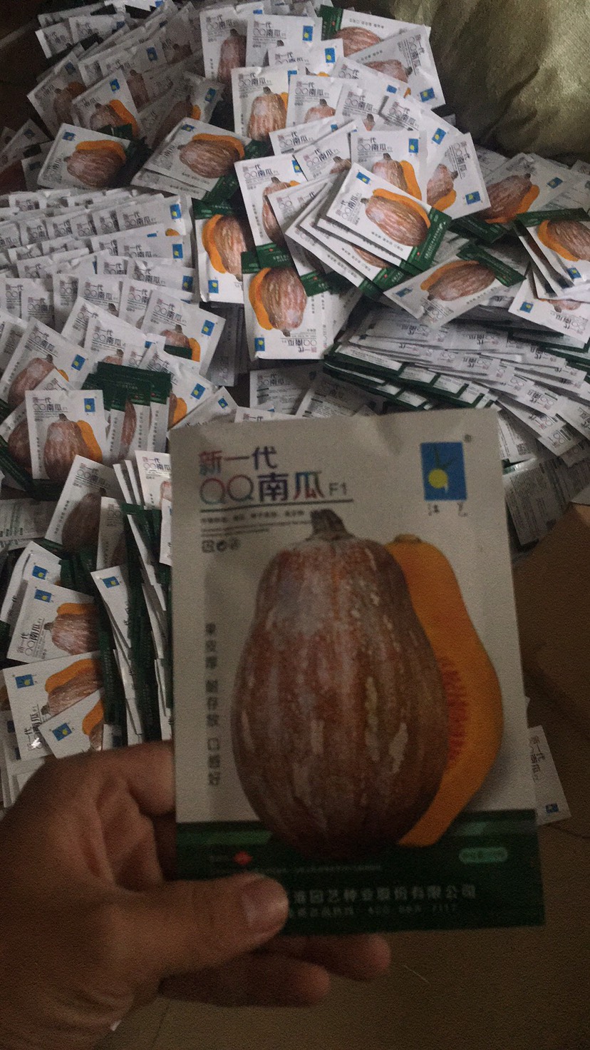 阳江迷你小南瓜种子  江淮QQ南瓜，板栗瓜江栗12号全国总代理。