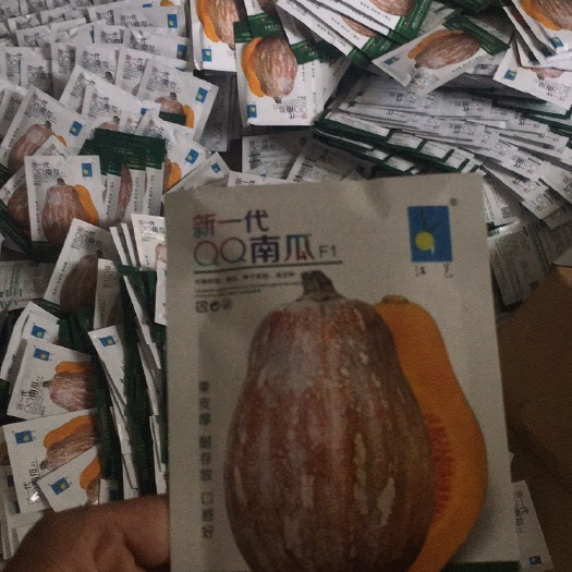 陽江迷你小南瓜種子  江淮QQ南瓜，板栗瓜江栗12號全國總代理。