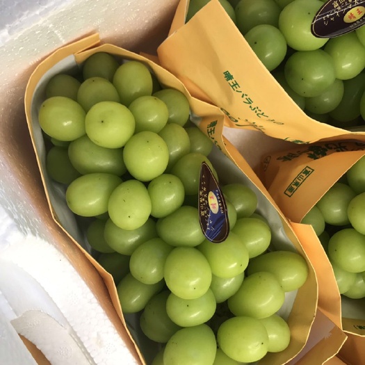 兴化市夏黑葡萄 夏黑