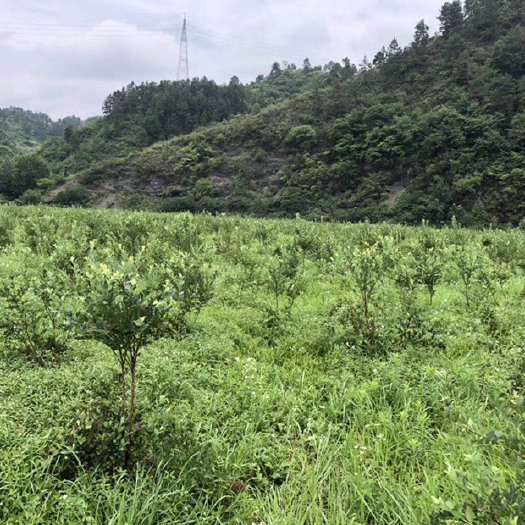  80后的蓝莓基地，信誉至上。主要品种南高丛、兔眼