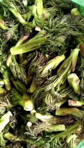 饶河县刺老芽 散装 露天 鲜货