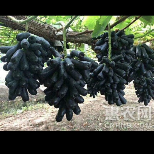 平邑县蓝宝石葡萄苗 蓝宝石葡萄