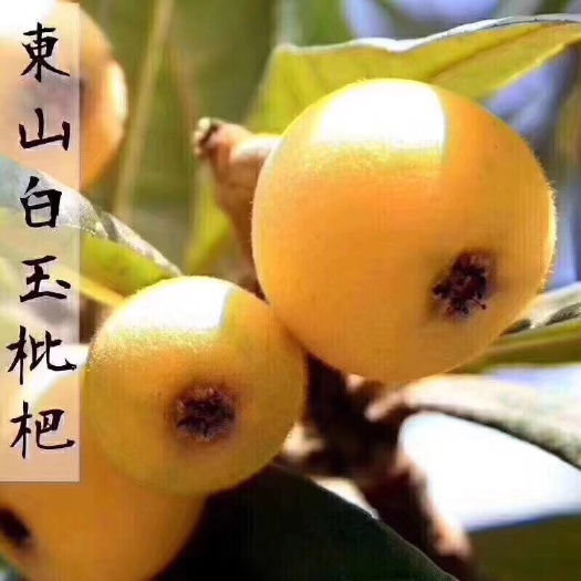 2025苏州东山白玉枇杷 原产地发货 现采现发