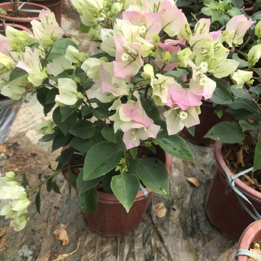 漳州绿樱三角梅 0.2~0.5米