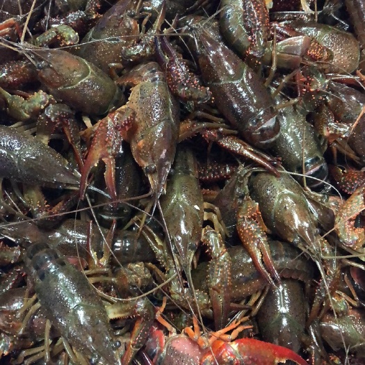 监利市 789钱小龙虾