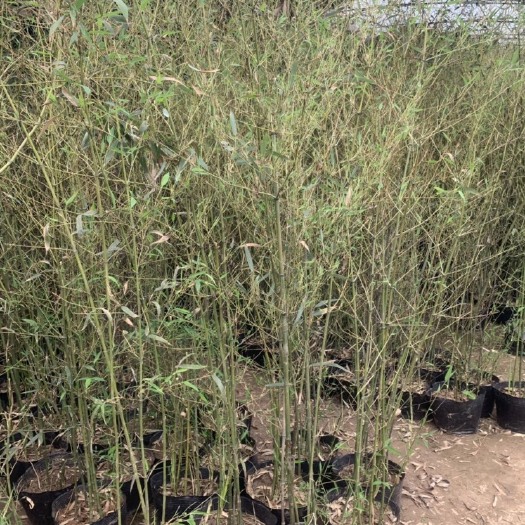 唐山马兰花 唐山吉祥苗圃出售各种绿化苗木