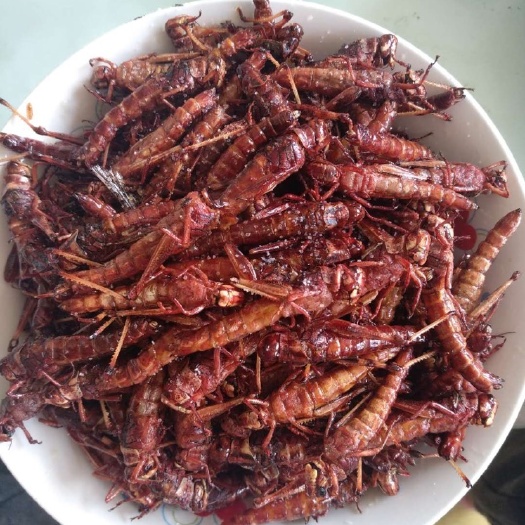 潍坊东亚飞蝗