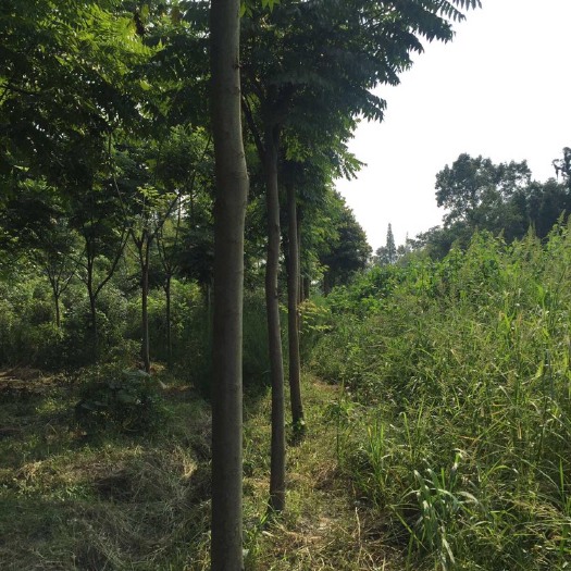 成都 栾树6到25公分