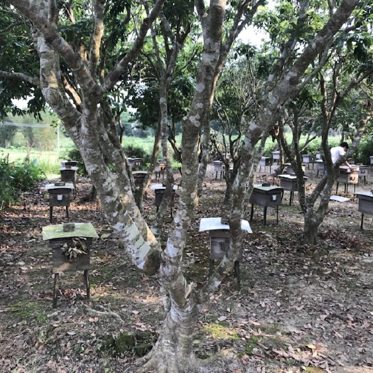 阳西县 荔枝蜂蜜供应