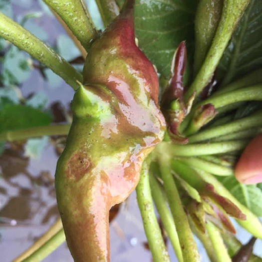 垫江大青菱 两角菱 重庆菱角苗 菱角种子 大量供应