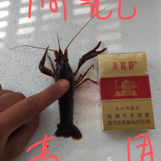 珠海潜江小龙虾 4-6钱 稻田虾
