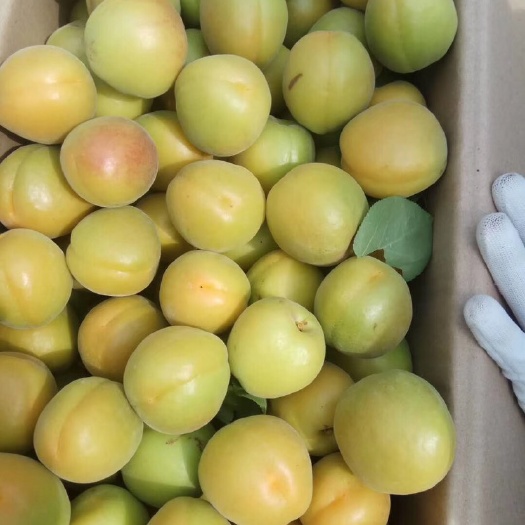 大量露天油桃黑布林上市