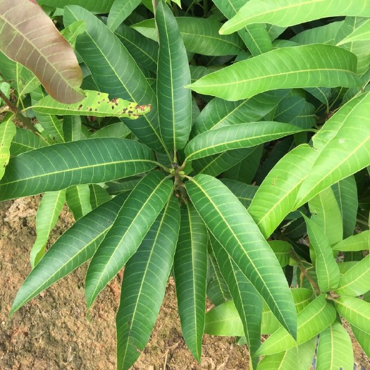 白沙县台农芒果苗