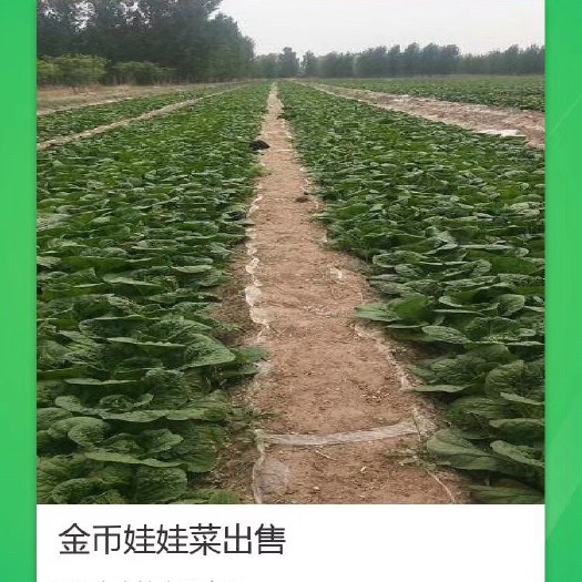固安县黄心娃娃菜 7~10两