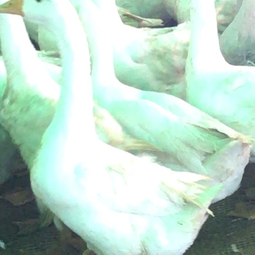 湄潭县 健康生态鹅肉 您值得拥有