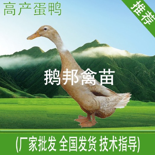 南宁蛋鸭苗  绿壳，品质保证，优质种苗