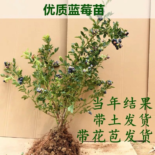 平邑县 蓝莓苗批发带果发货