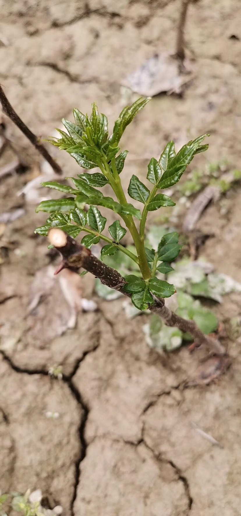 無刺嫁接花椒苗 原生花椒苗