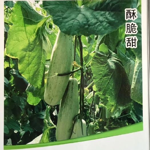 昌乐县 甜瓜种子