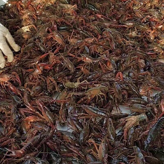 南县 南县小龙虾4-6硬规格每日报价下单