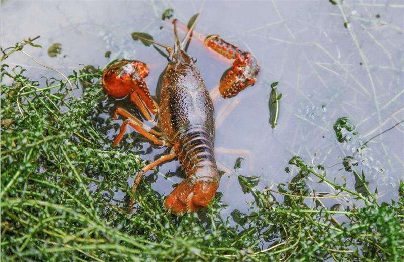 莲花县 小龙虾