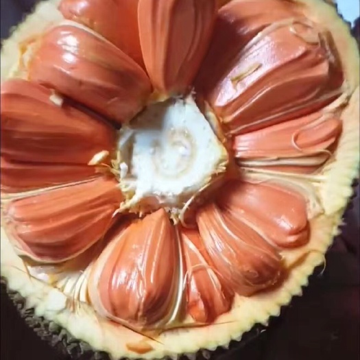 白沙县泰国菠萝蜜 泰8,波萝蜜苗，越南红苗