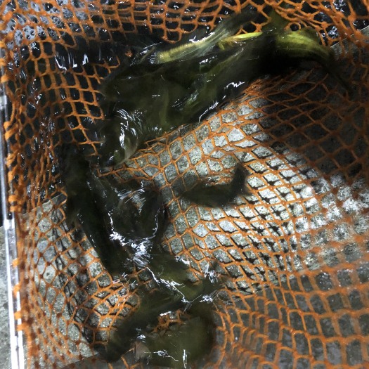 成都花骨鱼 人工养殖三角峰（黄骨鱼）、鲢鱼、黄辣丁（价格另议）