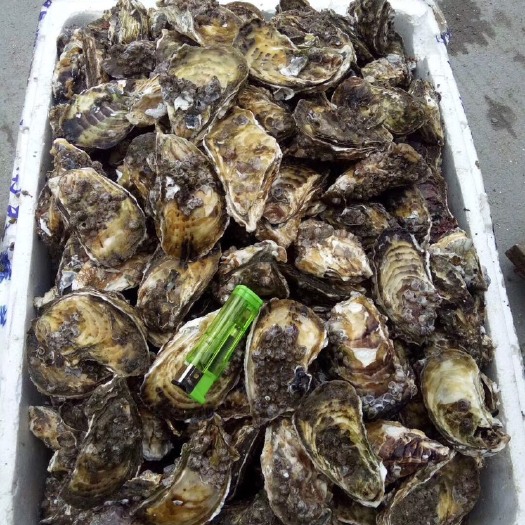 漳浦县生蚝 蚝 头鲜货 烧烤摊 大排挡 烤生蚝 高压锅焖生蚝