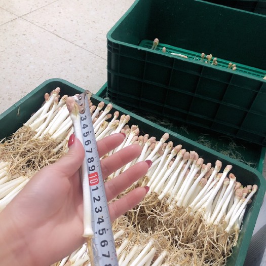 蒙自市花生芽 人工种植 混装通货