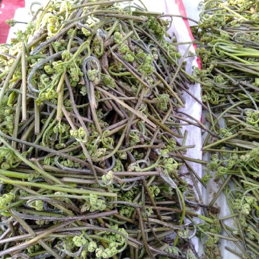 饶河县 野生蕨菜
