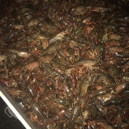 洪湖市洪湖小龙虾 一手货源