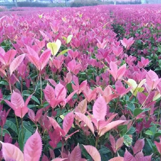 全南县 五彩桂花