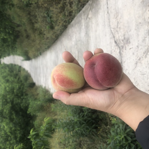 重庆市春蜜桃 45mm以上 3 - 4两 春蜜