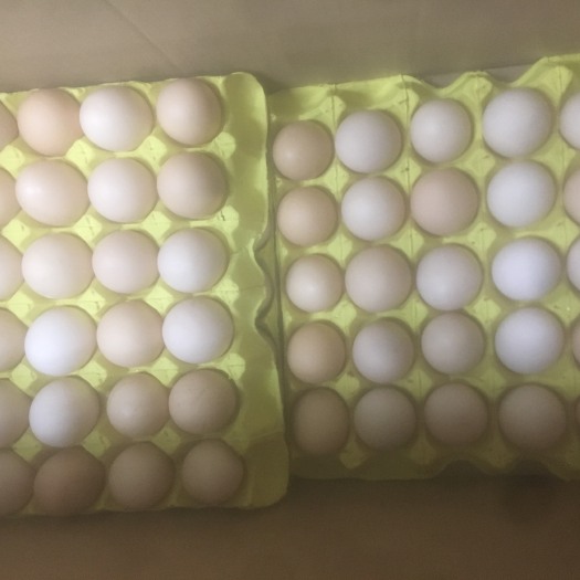 东安县土鸡蛋 箱装 食用
